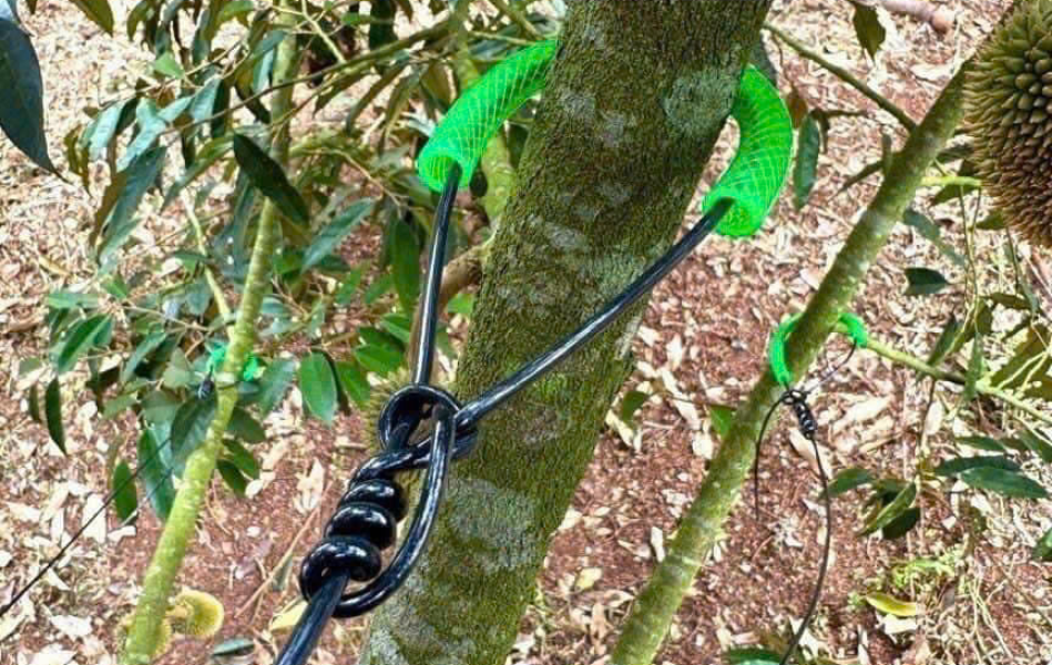 Dây Cột Cành